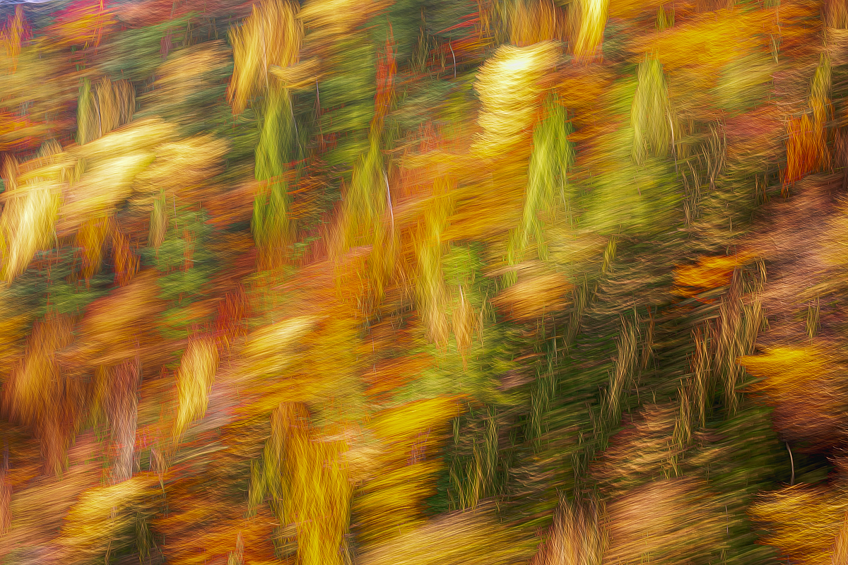 Shape Colours 78A5866